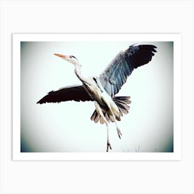 Heron In Flight Art Print