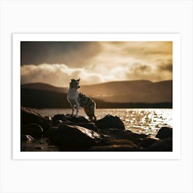 Australian Shepherd Standing On Rocks At Sunrise- Scotland Highland UK dog photo print - moody animal photography Art Print