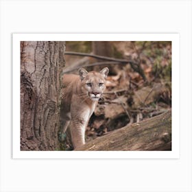 Mountain Lion In Forest Art Print