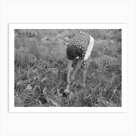 Spanish American Fsa (Farm Security Administration) Client Pulling Onion From Her Garden, Taos County, New Mexico Art Print