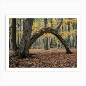 Arch In The Woods Art Print