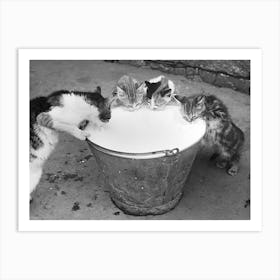 Cats Drinking Milk Vintage Black and White Photo Art Print