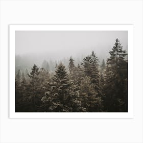 Foggy Pine Forest Art Print