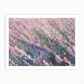 Lavender Flower Field Art Print