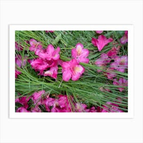 Pink rhododendron flowers in the green grass Art Print