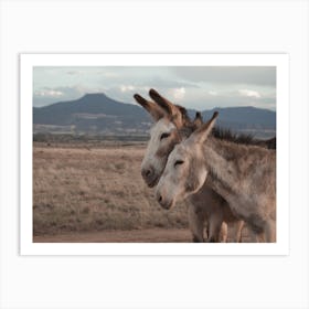 Pair Of Donkeys Art Print