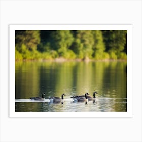 Canadian Geese 12 Art Print