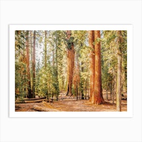 Warm Sunny Redwood Trees Art Print