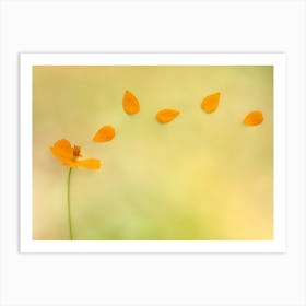 Cosmos Petals Art Print