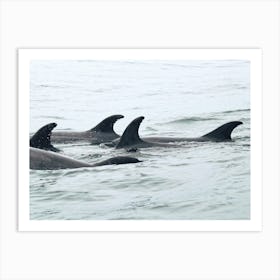 Dolphin Pod Art Print