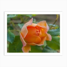 Orange Rose Art Print