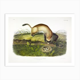 Black Footed Ferret, John James Audubon Art Print