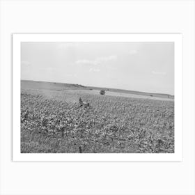 Untitled Photo, Possibly Related To Plowing Corn, Wagoner County, Oklahoma By Russell Lee Art Print