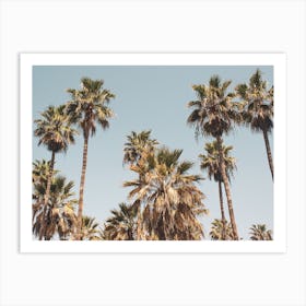 Palm Trees 1 Art Print