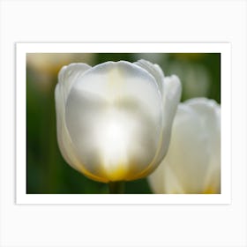 White Tulips Art Print