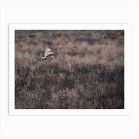 Barn Owl Flying Over Field Art Print