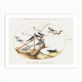 Ptarmigan, Swallows And Other Birds (1575–1580), Joris Hoefnagel Art Print