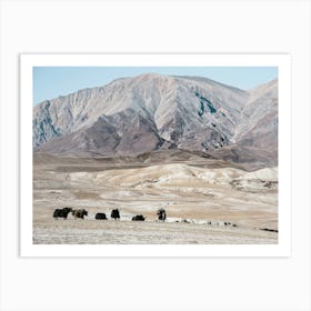 Herd Of Yaks In The Himalayas Art Print