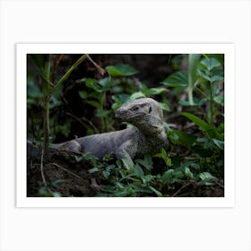 Komodo Dragon Monitor Lizard Art Print