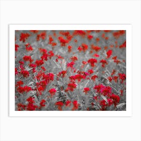 Red Flowers, Field, Oil Painting Art Print