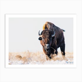 Snowy Winter Bison Art Print