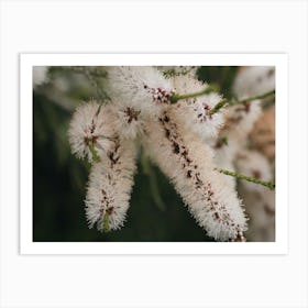 White Bottle Brush Flower Art Print