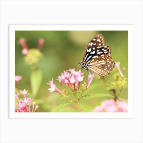 Spring Butterfly Art Print