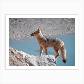 Fox At Alpine Lake Art Print