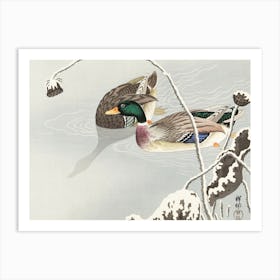 Two Mallards Near A Snow Covered Lotus, Ohara Koson Art Print