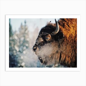 Cold Breath Bison Art Print