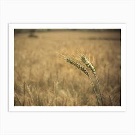 Close Up Of Green Yellow Wheat Crop Art Print