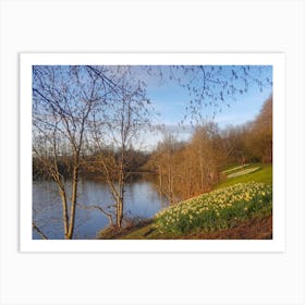 Daffodils By The River Art Print