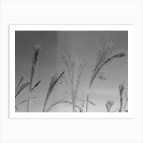 Broom Corn, Baca County, Colorado, One Of The Main Cash Crops Of This Region By Russell Lee Art Print