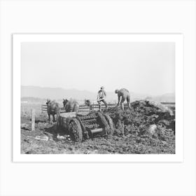 Untitled Photo, Possibly Related To Hauling Out Manure From Cow Lot Onto Dairy Farm, Tillamook County, Oregon Art Print