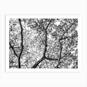 Botanical Black And White Nature Tree Leafs In Uganda Art Print