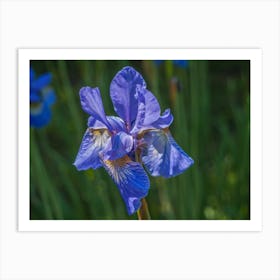 Blue Iris 1 Art Print