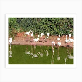 Flamingos Art Print