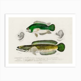 Different Types Of Fishes, Charles Dessalines D'Orbigny 11 Art Print