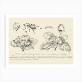 Vintage Illustration Of Anthonomus Pomorum, Apple Blossom Weevil, Attacked Blossom Buds, Trusses, John Wright Art Print