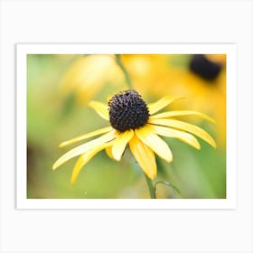 Black Eyed Susan 1 Affiche