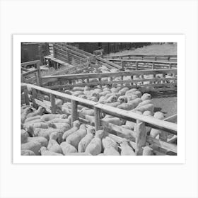 Fat Lambs In Shipping Pens, Cimarron, Colorado By Russell Lee Art Print