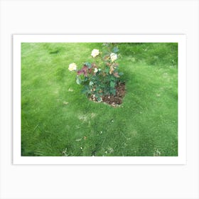 Beautiful Flowers In A Garden By Binod Dawadi Art Print