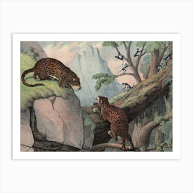 Vintage Kolb 2 Tafel 44 Jaguar Art Print