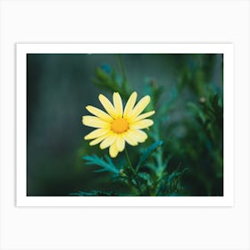 Yellow Daisy Flower Art Print