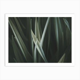 Blades Of Grass Art Print