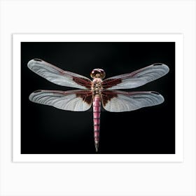 Dragonfly Roseate Skimmer Orthemis 4 Art Print