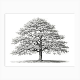 maple tree pencil sketch ultra detailed 4 Art Print