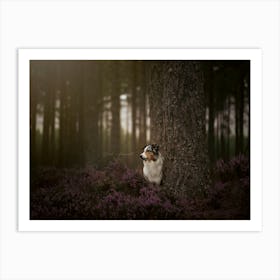 Australian Shepherd In The Woods- Scotland Highland UK dog photo print - moody animal photography Art Print