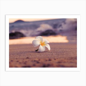 Plumeria On Beach Art Print