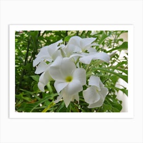 Tropical White Flora Flowers Maldives Art Print